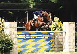 Showjumping Stallions At Stud